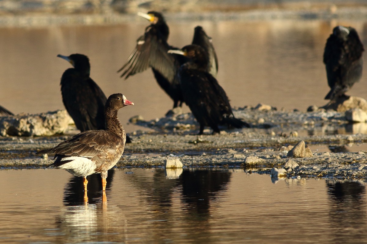 Lesser White-fronted Goose - ML114467581
