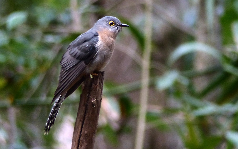 Fan-tailed Cuckoo - Allan Pratt