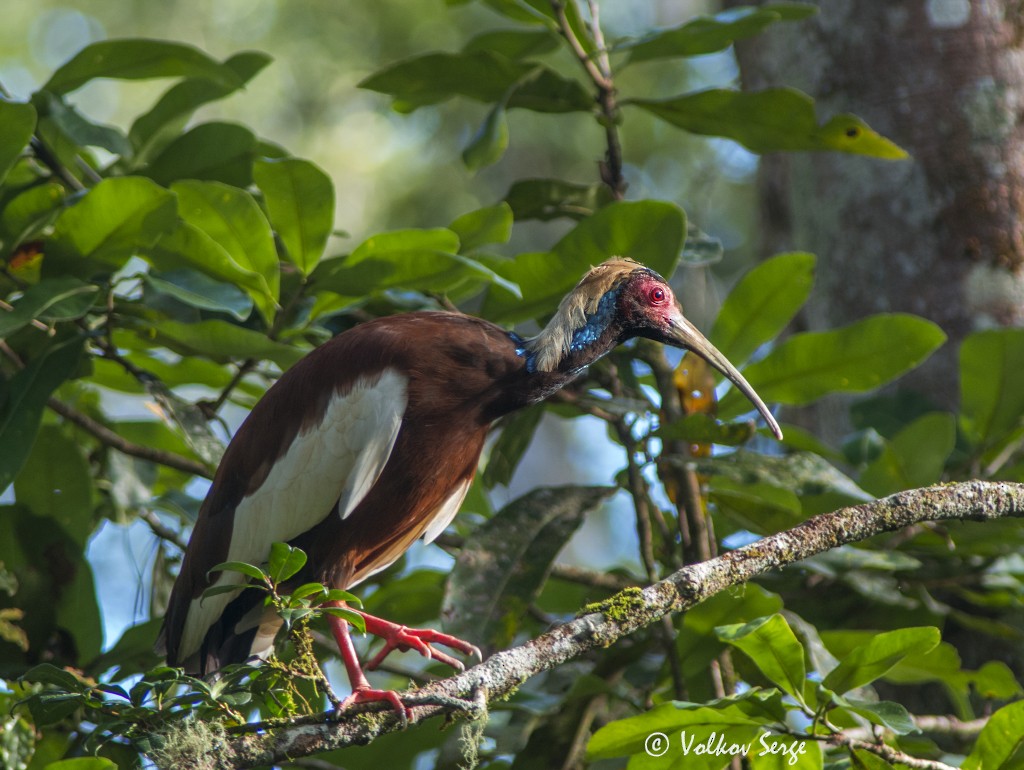 Madagascar Ibis - Volkov Sergey