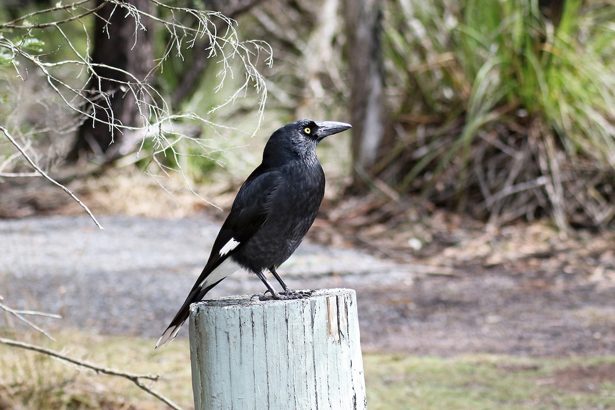 Pied Currawong - Charley Hesse TROPICAL BIRDING