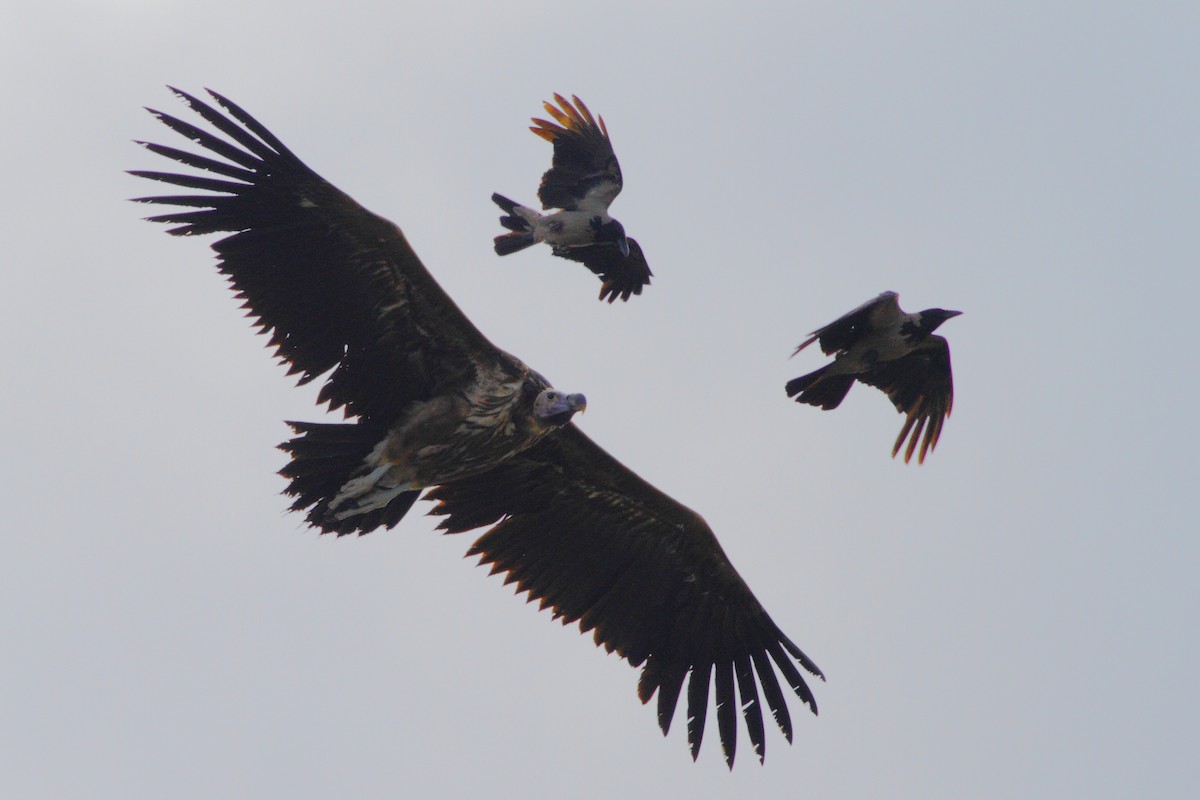 Lappet-faced Vulture - ML114474241
