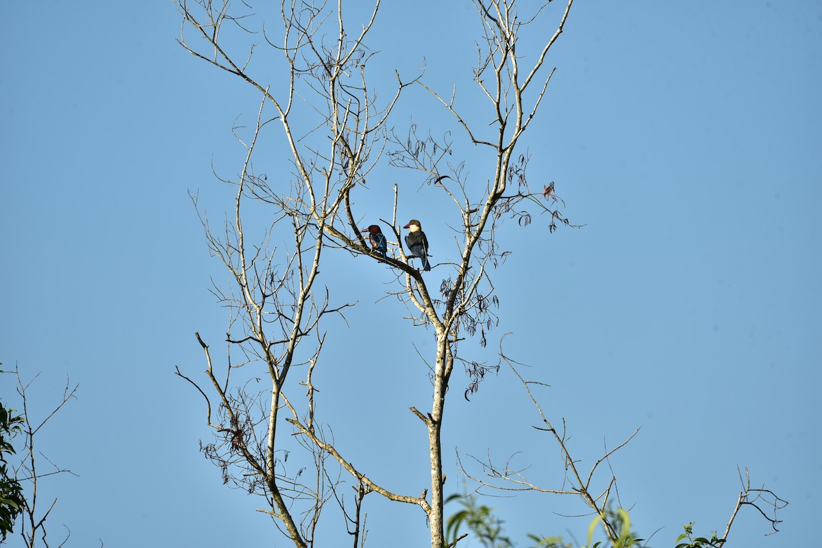 Stork-billed Kingfisher - Sajeev Krishnan