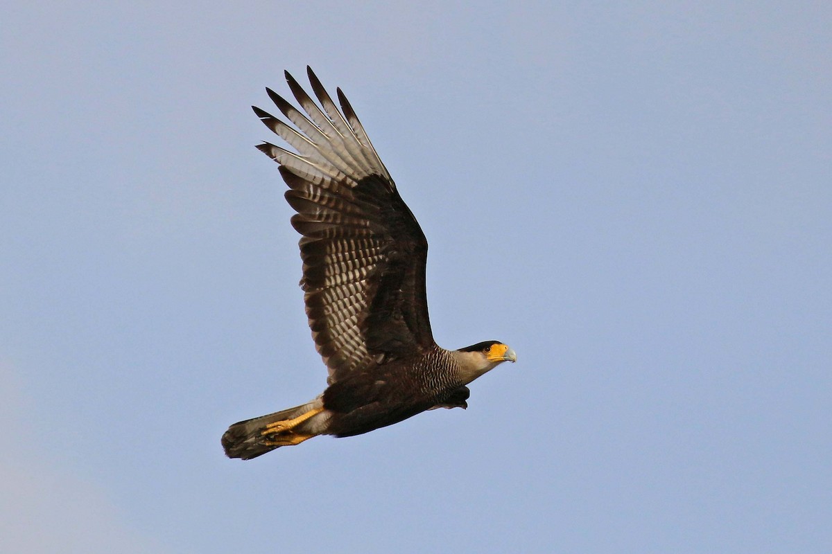 Crested Caracara (Southern) - ML114475461