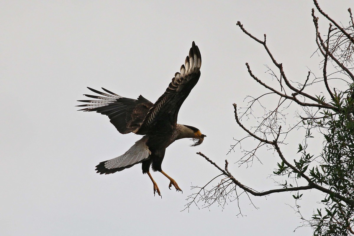 Crested Caracara (Southern) - ML114475471