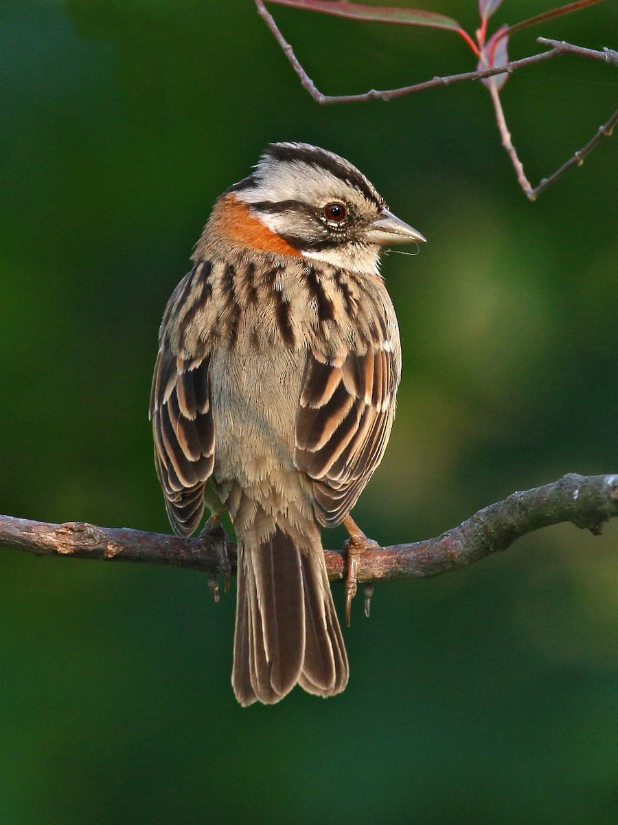 Rufous-collared Sparrow - ML114475701
