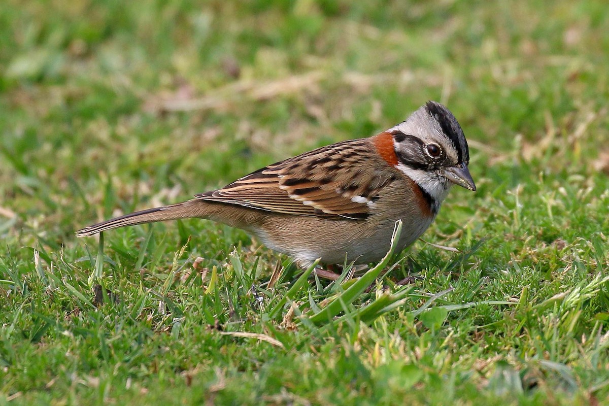 Rufous-collared Sparrow - ML114475711