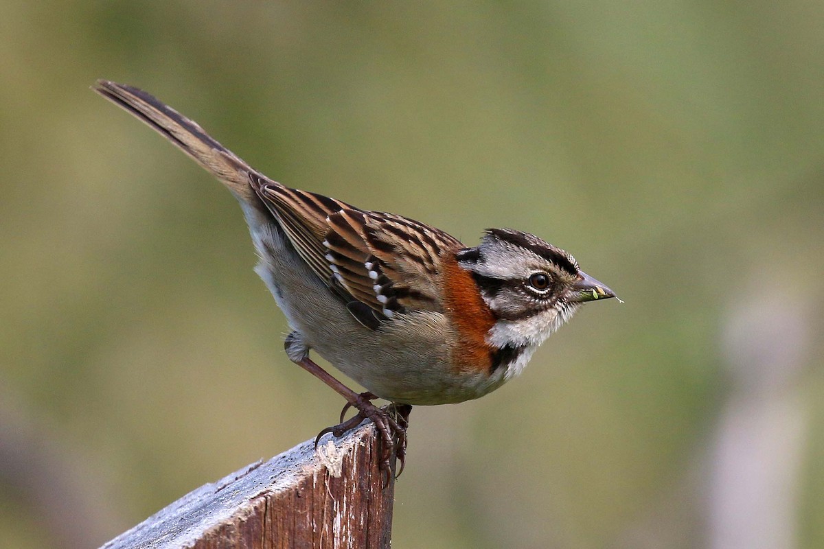 Rufous-collared Sparrow - ML114475721