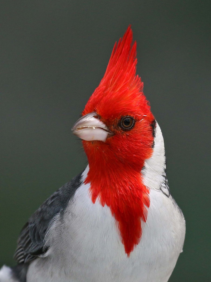 Red-crested Cardinal - ML114475831