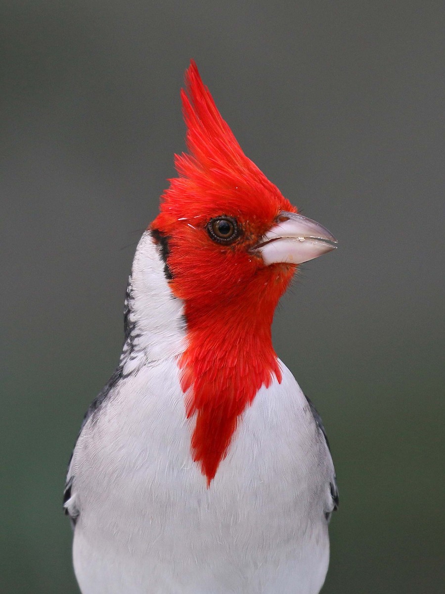 Red-crested Cardinal - Jose Luis Blázquez
