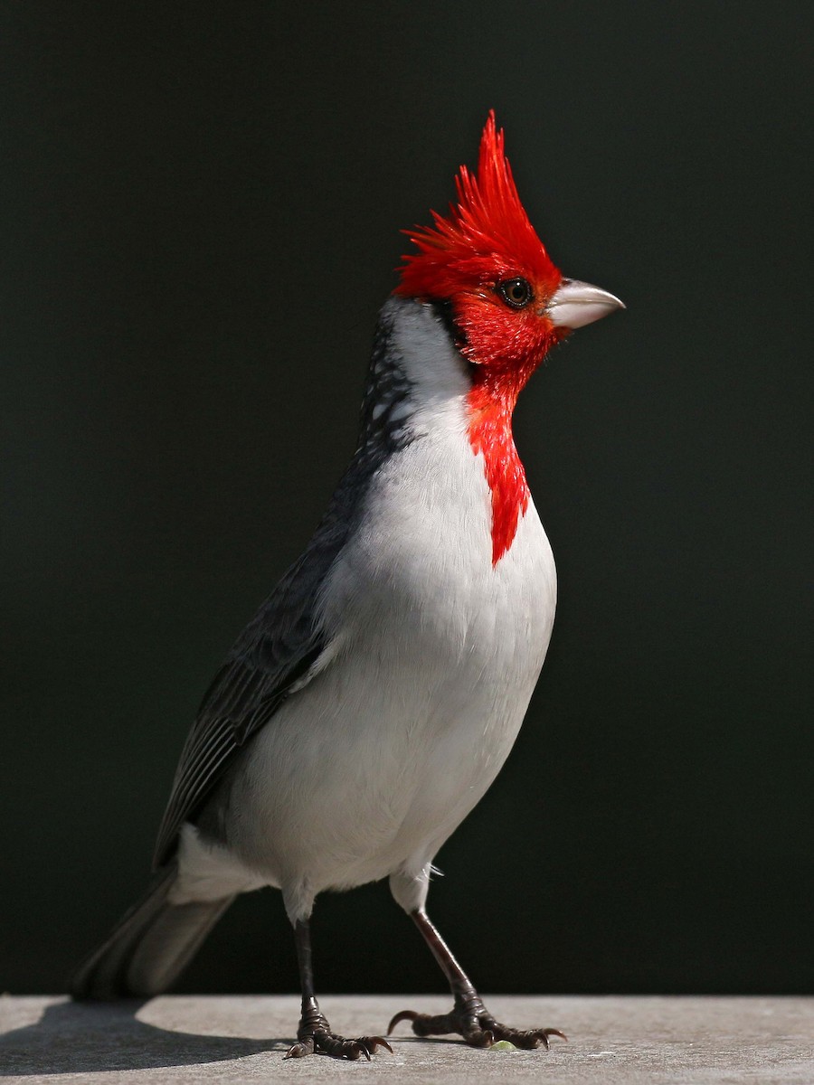 Red-crested Cardinal - ML114475851