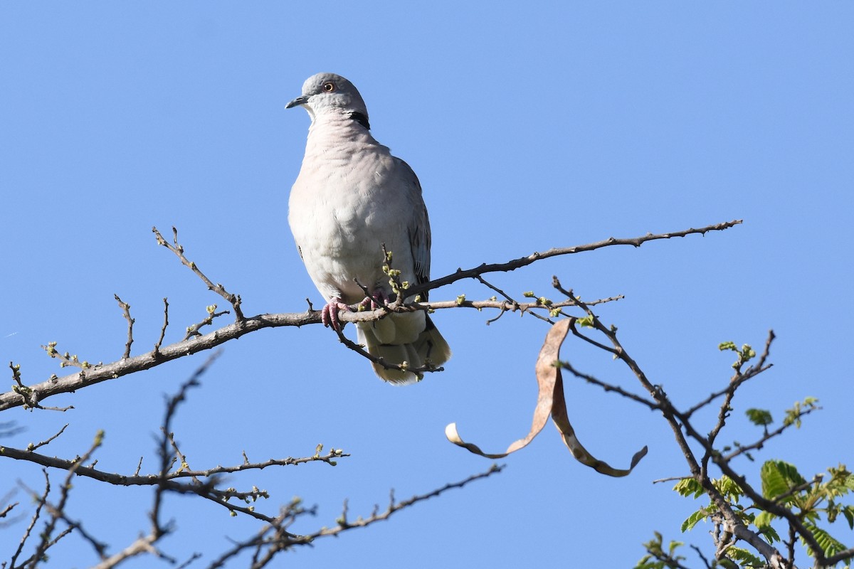 Mourning Collared-Dove - Geoffrey Groom