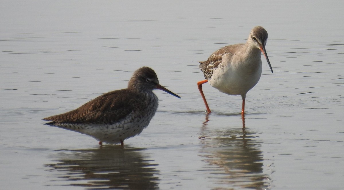 Spotted Redshank - ML114477591