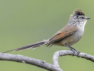  - Plain-mantled Tit-Spinetail