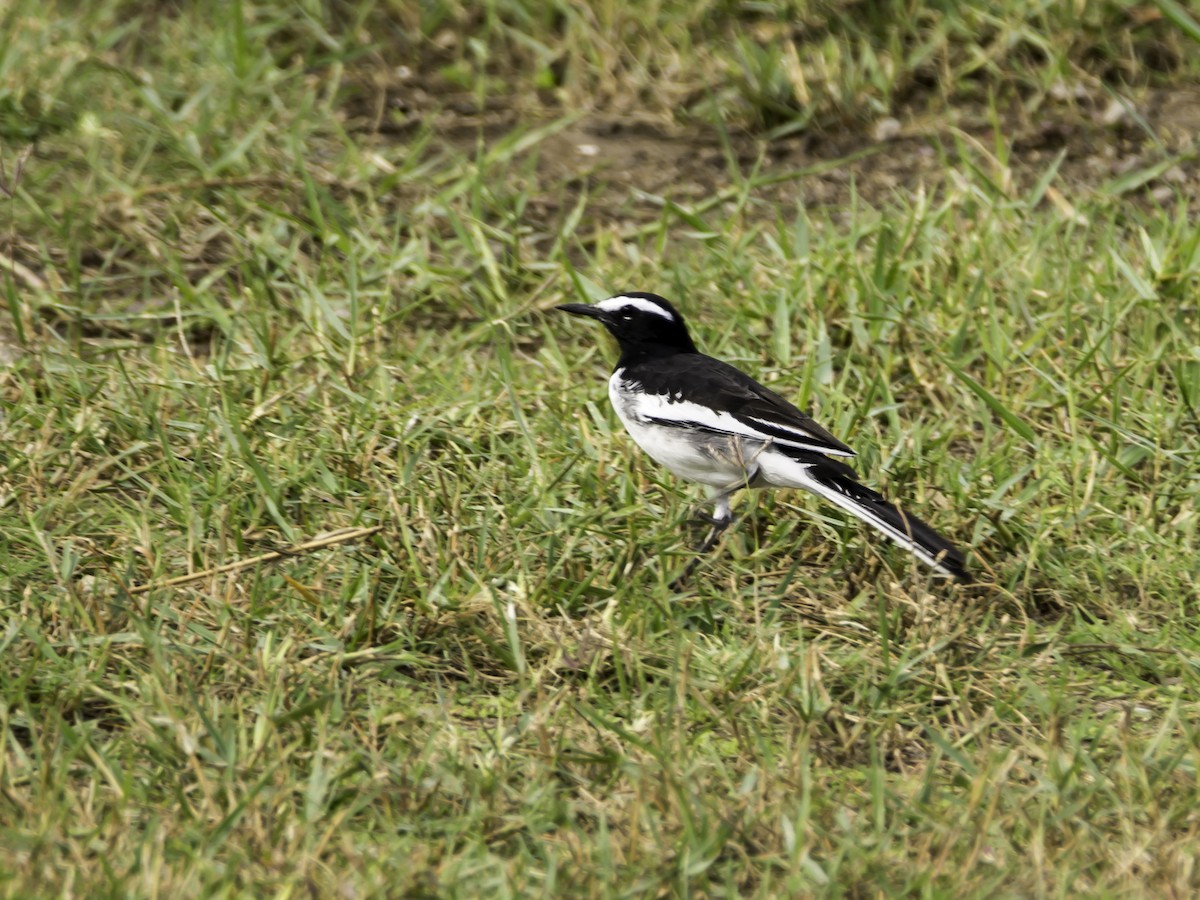 White-browed Wagtail - ML114477911
