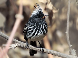  - Pied-crested Tit-Tyrant