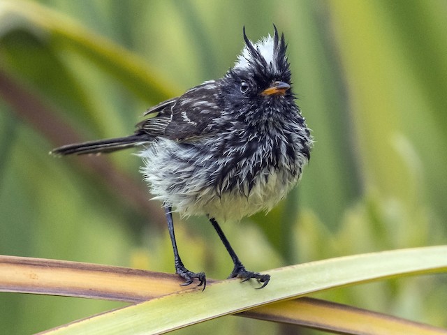 Photos - Pied-crested Tit-Tyrant - Anairetes reguloides - Birds of the World