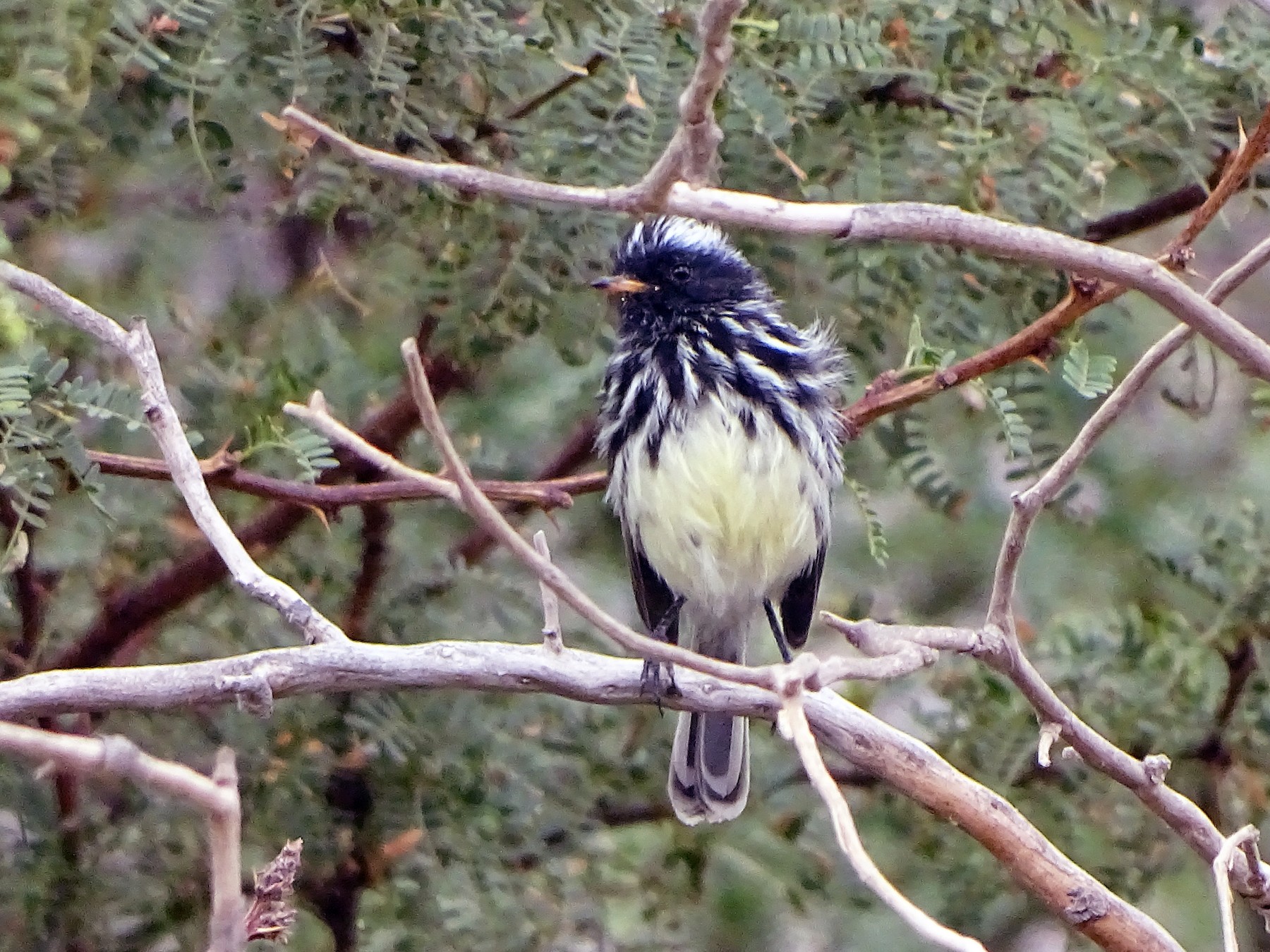 Pied-crested Tit-Tyrant - Charly Moreno Taucare