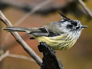  - Tufted Tit-Tyrant