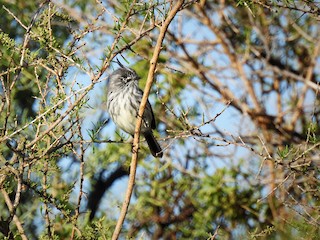  - Tufted Tit-Tyrant