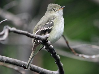  - White-crested Elaenia