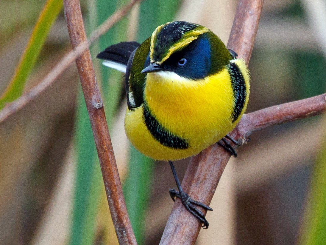 Many-colored Rush Tyrant - Silvia Faustino Linhares