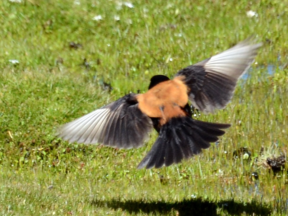 Andean Negrito - eBird