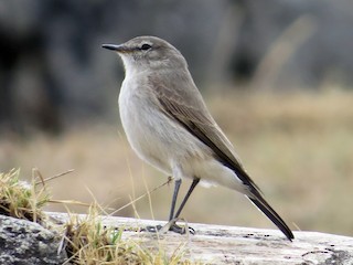  - Spot-billed Ground-Tyrant