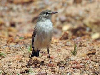  - Spot-billed Ground-Tyrant