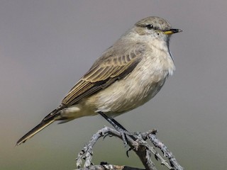  - Spot-billed Ground-Tyrant