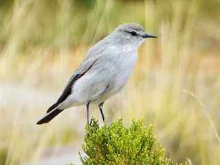  - Puna Ground-Tyrant