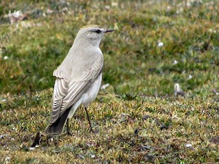  - Puna Ground-Tyrant