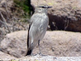  - Puna Ground-Tyrant