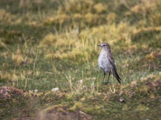  - Puna Ground-Tyrant