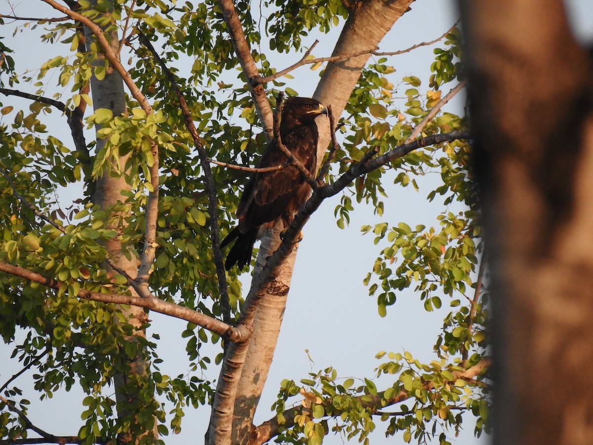 Indian Spotted Eagle - Sivakumar Ramasamy