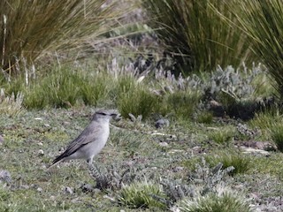  - Cinereous Ground-Tyrant