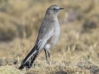  - White-fronted Ground-Tyrant