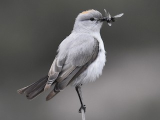  - Rufous-naped Ground-Tyrant