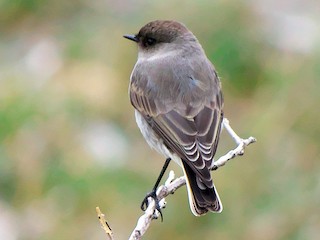  - Dark-faced Ground-Tyrant