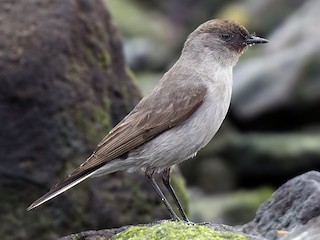  - Dark-faced Ground-Tyrant