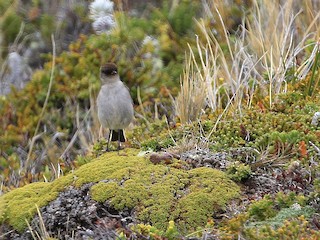  - Dark-faced Ground-Tyrant