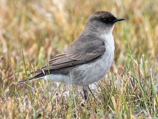  - Dark-faced Ground-Tyrant