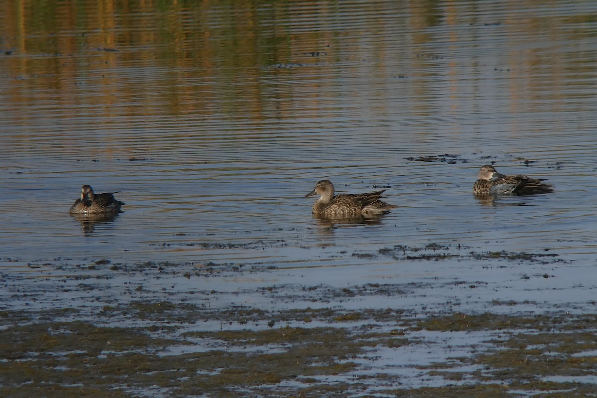 Blue-winged Teal - ML114489031