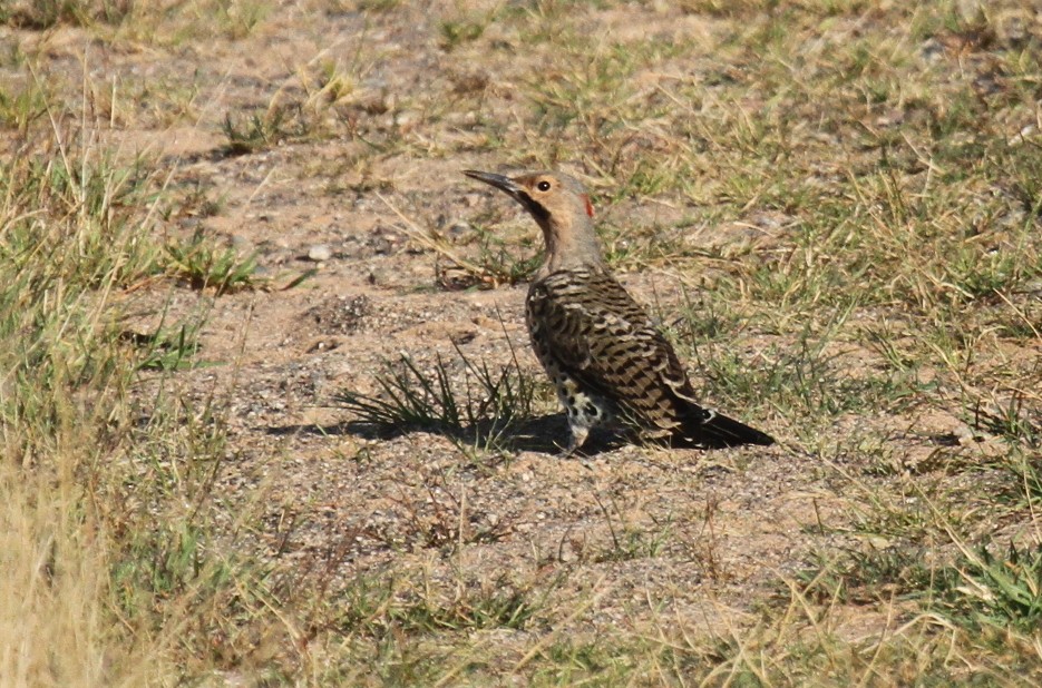 Northern Flicker (Yellow-shafted) - Nick Anich