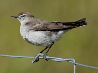  - White-browed Ground-Tyrant