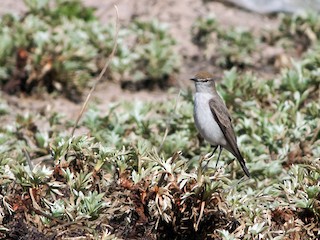  - White-browed Ground-Tyrant