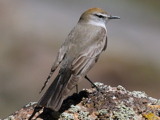  - White-browed Ground-Tyrant