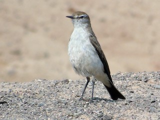  - White-browed Ground-Tyrant