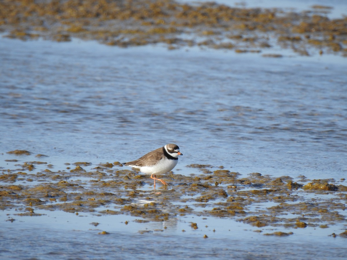 Semipalmated Plover - Joey Magerl