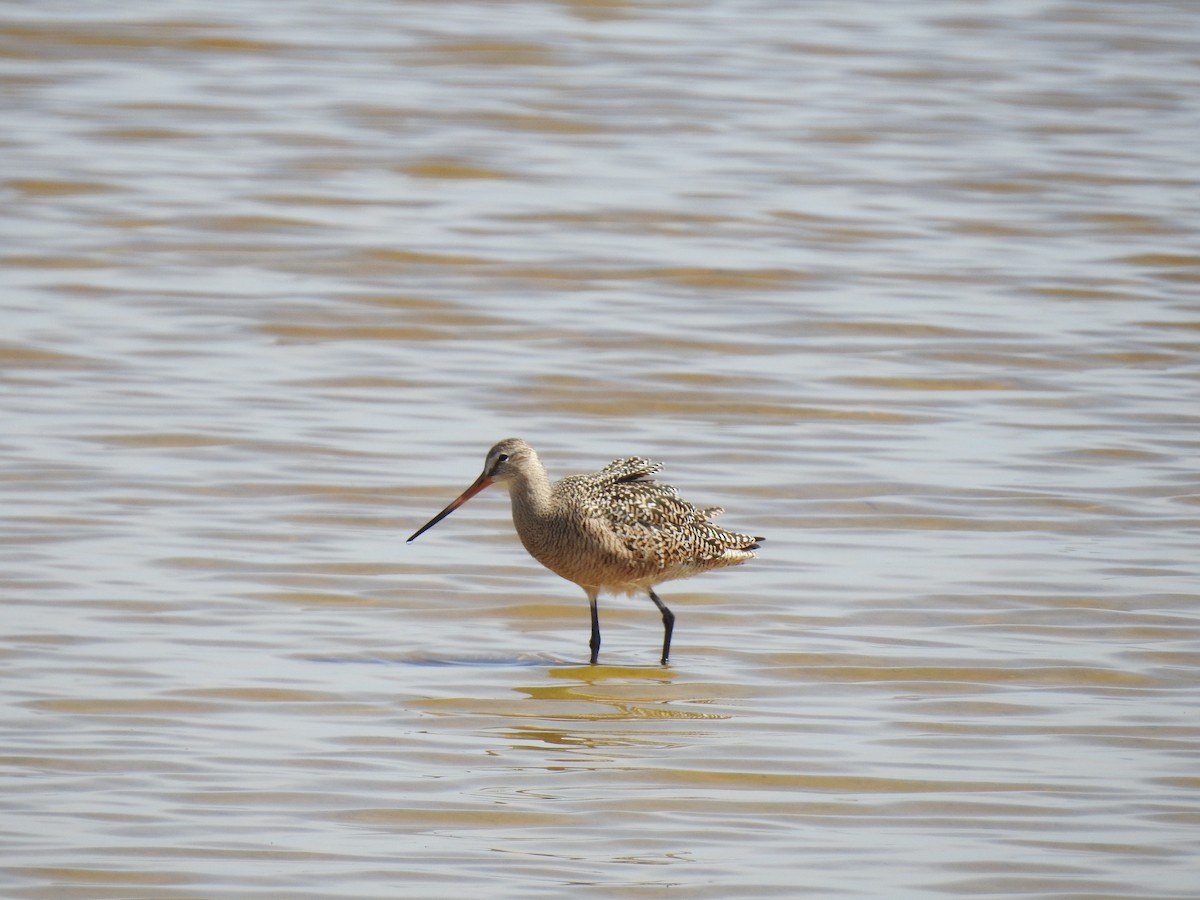 Marbled Godwit - Joey Magerl