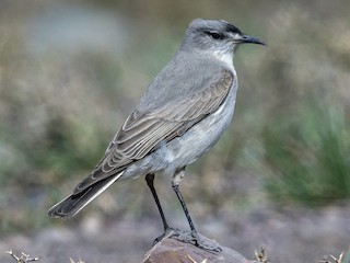  - Black-fronted Ground-Tyrant